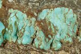 Tumbled Turquoise Specimen - Number Mine, Carlin, NV #260502-2